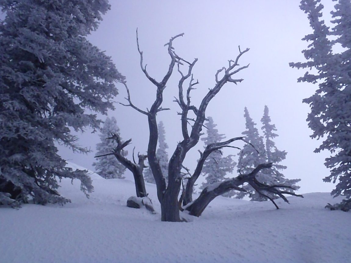 elation-tree-1.jpg