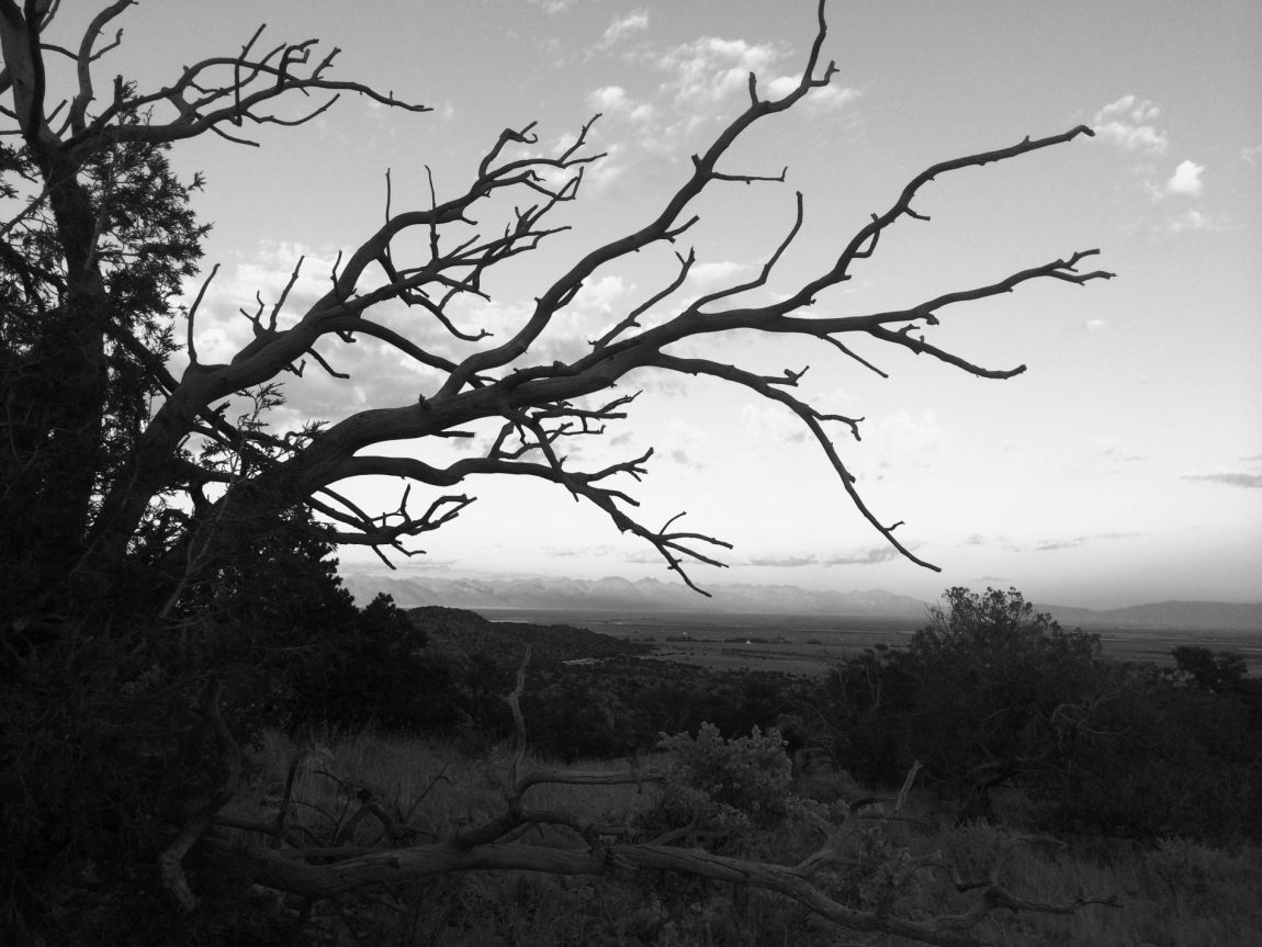 tree.landscape.2-1.jpg